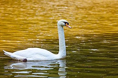 狐狸尾巴露出来？SBI称目标是彻底摧毁游戏行业