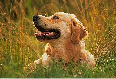 《三位一体5》PS5＆XSX将以4K＆60FPS运行