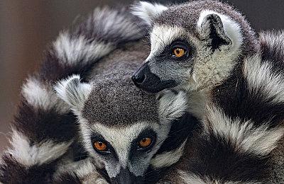 3D动作RPG ”TRIBE NINE：战极死游“开启预约