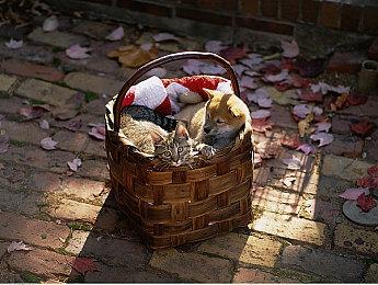 《传说法师2》将于2025年登陆Switch平台